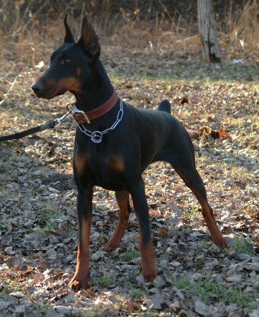 Pannonia Clio | Black Doberman Pinscher