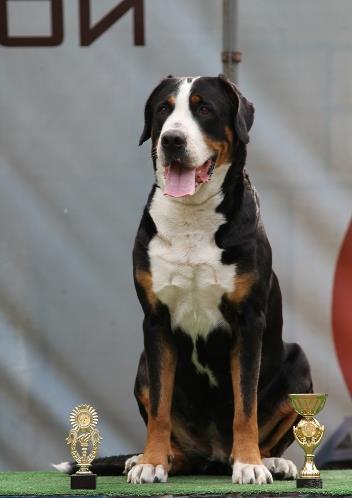 Zennenhund Rossii Nikoleta | Greater Swiss Mountain Dog 