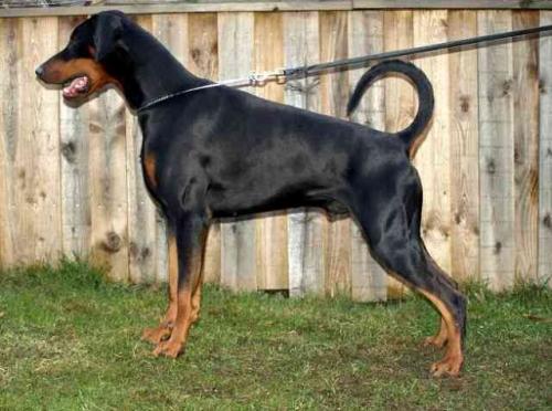 Mezzrow's Pushkin | Black Doberman Pinscher