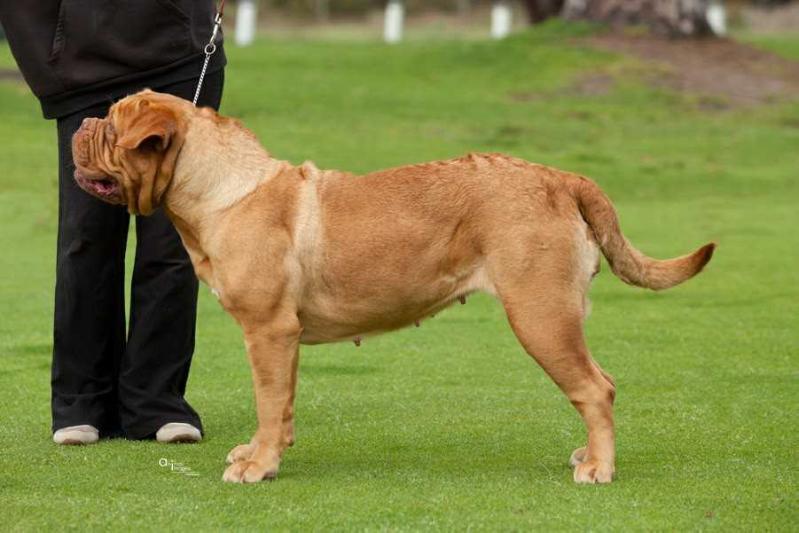 Bellarouge Kahleesi | Dogue de Bordeaux 