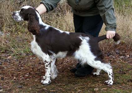 Ocean Pitfal Enid Spirit | English Springer Spaniel 