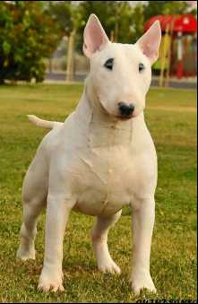 Meilow Silhouette From Megaville | Bull Terrier 