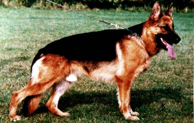 Alk von Neu-Edingen | German Shepherd Dog 