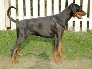 Mezzrow's Power | Black Doberman Pinscher