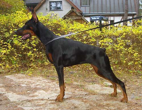 Imidz Bjutty Baterflay Dalores | Black Doberman Pinscher