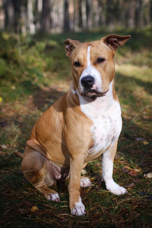 HERMIONE DAZZLING AMGLORI BALTIC | American Staffordshire Terrier 
