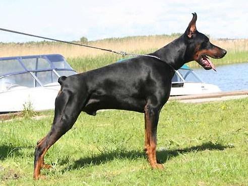 Imidz Bronko Barbados Dalores | Black Doberman Pinscher