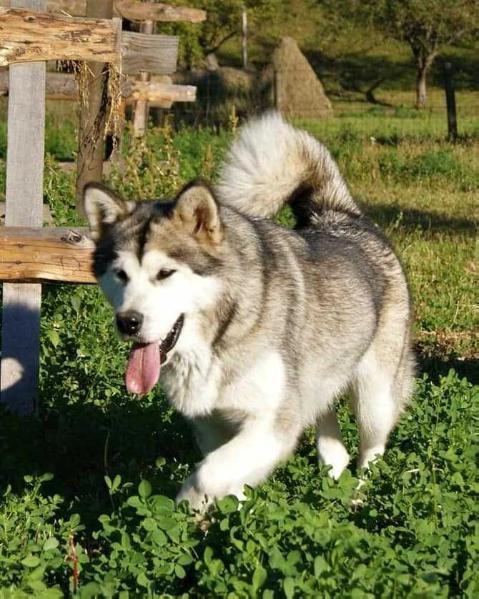 WORLD GLORY OMEGA | Alaskan Malamute 