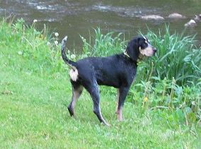 Monroe's Miss Karlie | Bluetick Coonhound 