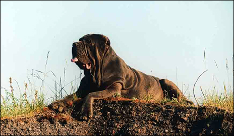 WASZMOSC WALENTYNA Millefiori | Neapolitan Mastiff 