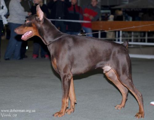 Elegant Line Gefest | Brown Doberman Pinscher