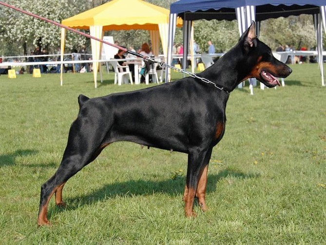 Envira Punta Perla Brzeszcz | Black Doberman Pinscher