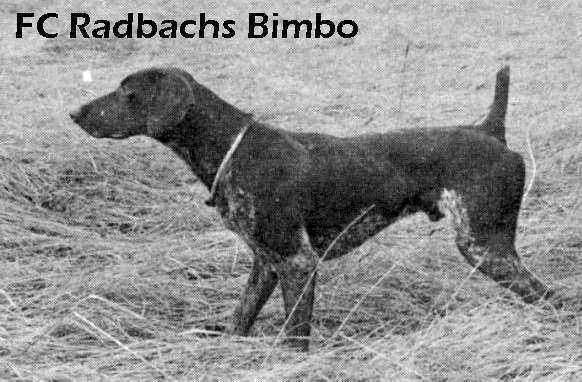 Radbach's Bimbo | German Shorthaired Pointer 