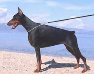 Gama (JR 701196) | Black Doberman Pinscher