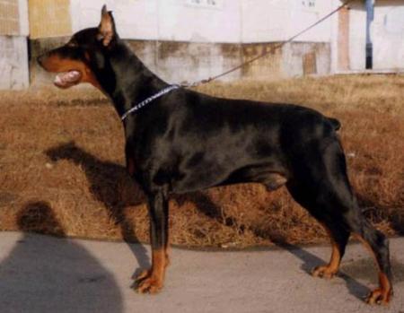 Tahi-Reme Game Boy | Black Doberman Pinscher