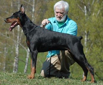 Erinniya iz Zoosfery | Black Doberman Pinscher