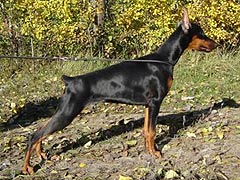 Nathigal iz Zoosfery | Black Doberman Pinscher