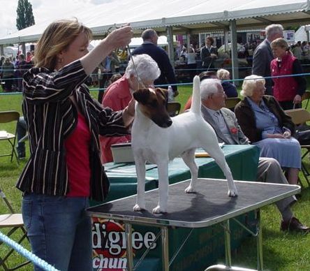 Roxway Fair Exchange with Classicway | Smooth Fox Terrier 