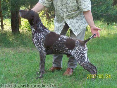 Gin Kamenny Most | German Shorthaired Pointer 