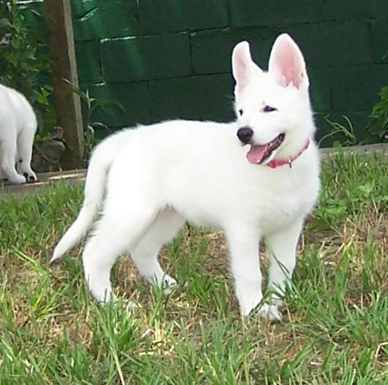 Foxhunt's Miss Sierra~Belle | White Swiss Shepherd Dog 