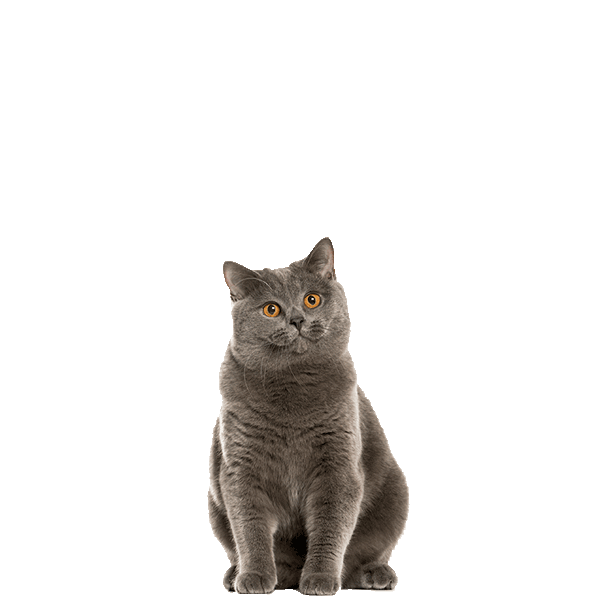 Chartreux