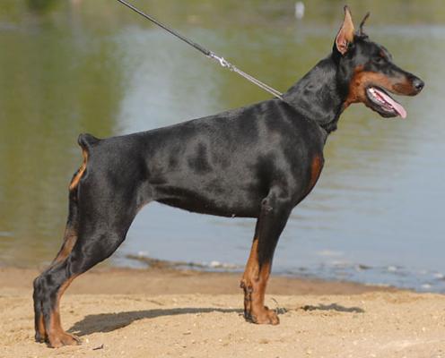 Nefertiti iz Zoosfery | Black Doberman Pinscher