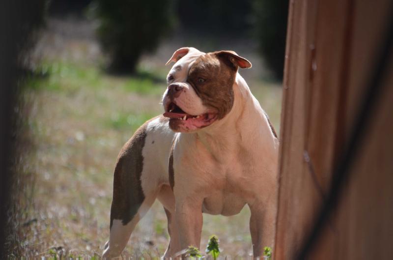 KHAOS' RAZZMANIA | Olde English Bulldogge 