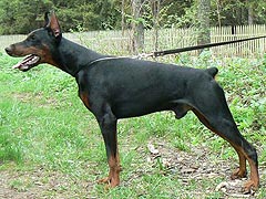 Nokturn iz Zoosfery | Black Doberman Pinscher