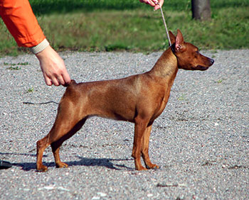 Multatuli LADY CHARM | Miniature Pinscher 