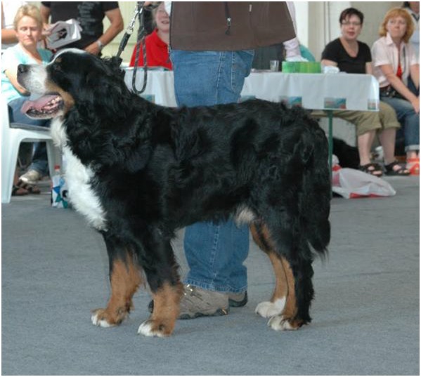 Bonsai vom Wiesgraben | Bernese Mountain Dog 