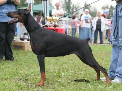 Assol iz Zoosfery | Black Doberman Pinscher