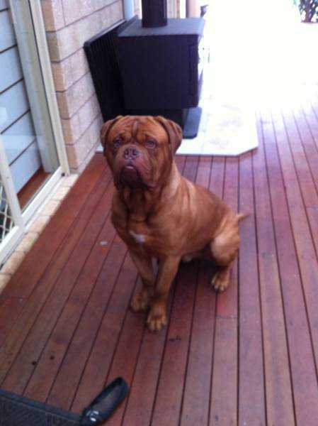 Aldaconash Brutus | Dogue de Bordeaux 