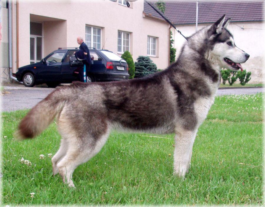 Adellaide Zelene Plane | Siberian Husky 