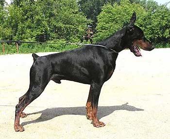 Jahont iz Zoosfery | Black Doberman Pinscher