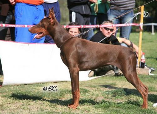 Kalina v. Noblesshof | Black Doberman Pinscher