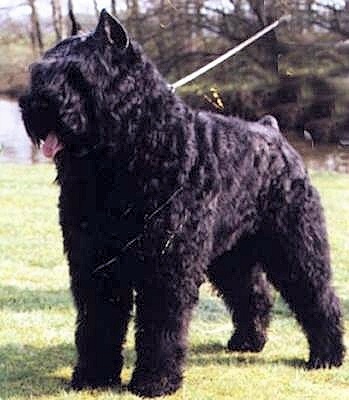 Boy Grendarco v.d. Wooden Shoe | Bouvier des Flandres 