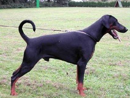 Jamiro Jackson od Telepa | Black Doberman Pinscher