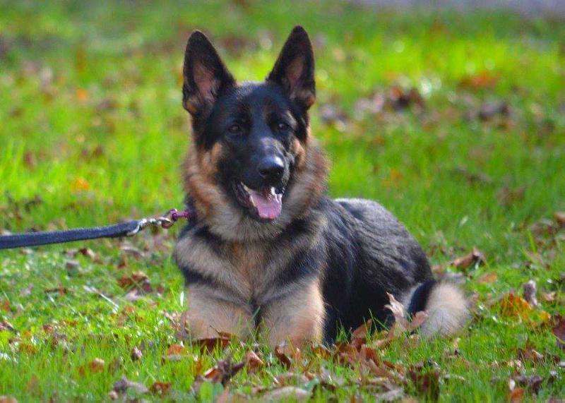 Isabelle vom Haus Morrisson | German Shepherd Dog 