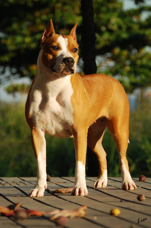 Tatar's Juanita | American Staffordshire Terrier 