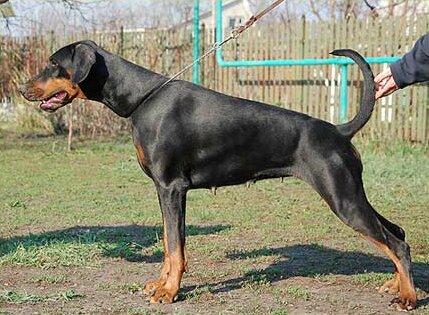 Smart Wood Hills Yolka | Black Doberman Pinscher