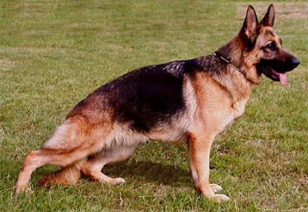 Zora vom Schwanenhof | German Shepherd Dog 