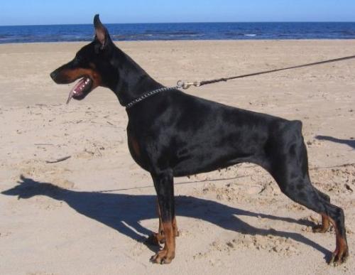 Remijaguare Alida Joline | Black Doberman Pinscher