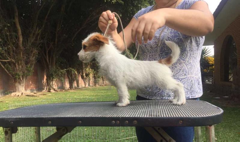 VILABOSI ATTENTI AL LUPO | Jack Russell Terrier 