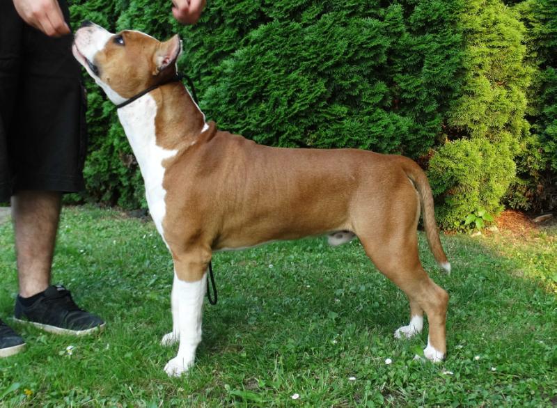 Lonely Defender of Silent Hill Felix | American Staffordshire Terrier 