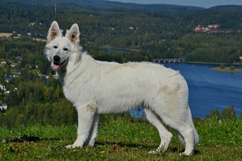 Wandeball's Stardust | White Swiss Shepherd Dog 