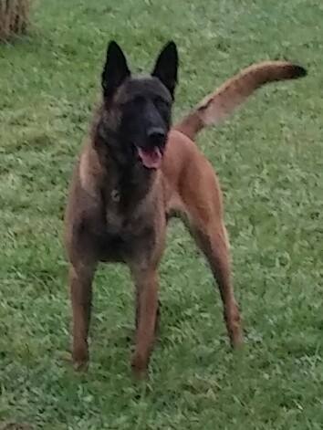 Orville Van Spalbeek | Belgian Malinois 