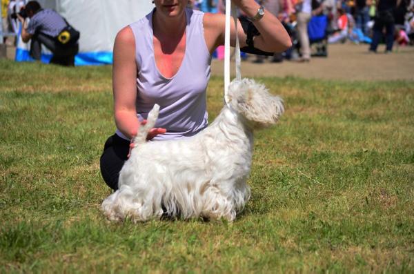 Floro mit Spiellust | West Highland White Terrier 