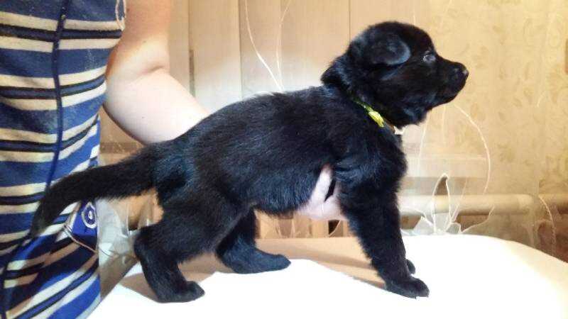 Anima Alish Triad? | German Shepherd Dog 