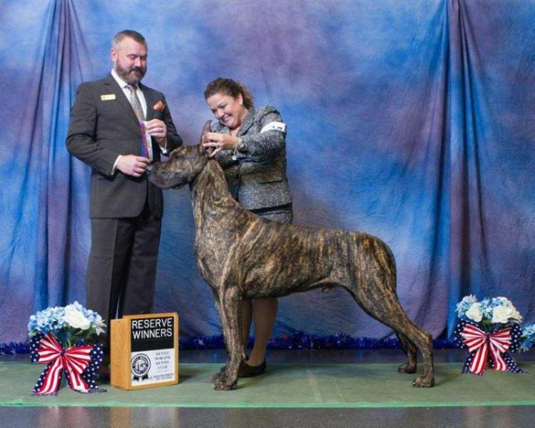 Witamy's Classic Pinstripe Suit | Great Dane 