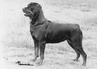 Pendley Bertha | Rottweiler 